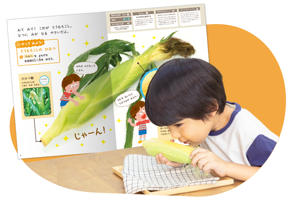 とうもろこしの観察