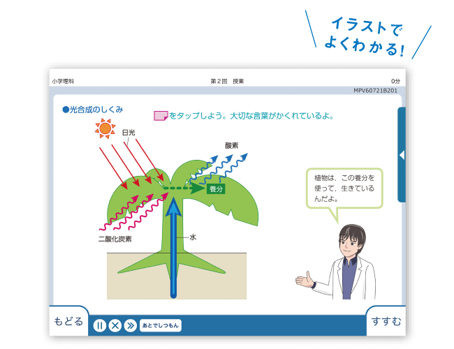 光合成 イラスト 光合成 仕組み イラスト 光合成 イラスト 光合成 仕組み イラスト