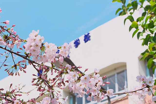 中学受験の学校選び