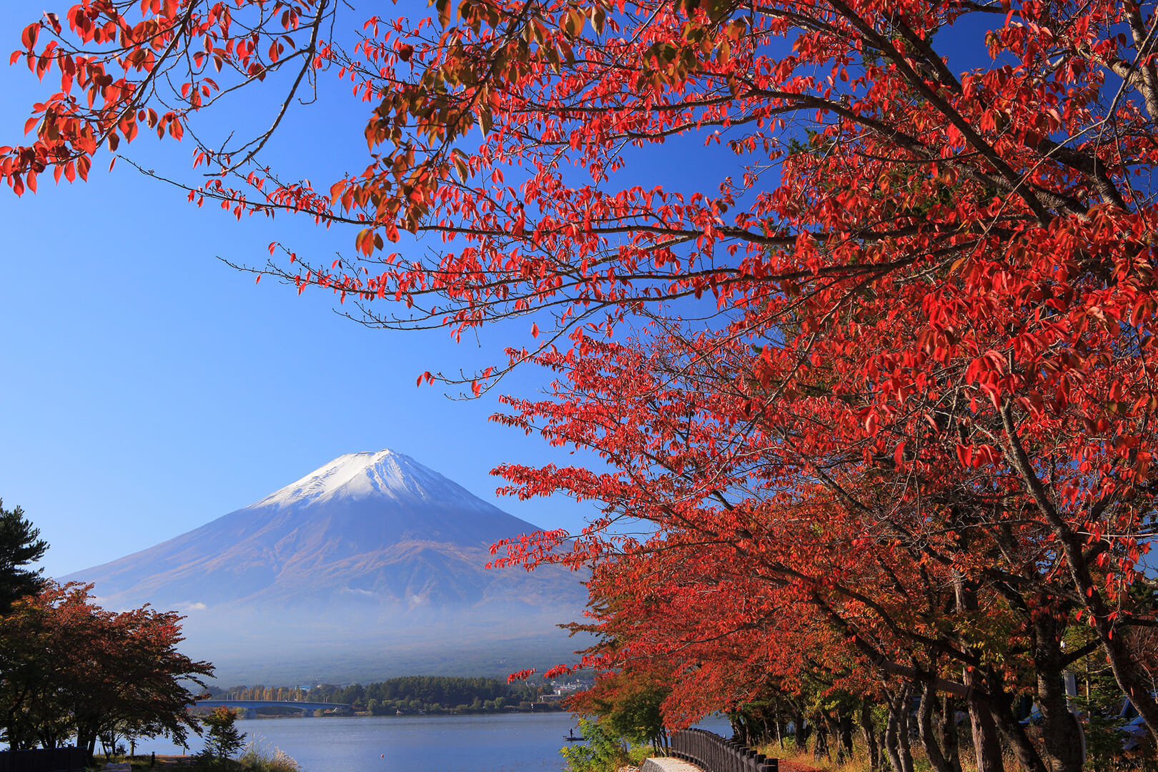河口湖　桜紅葉と富士山