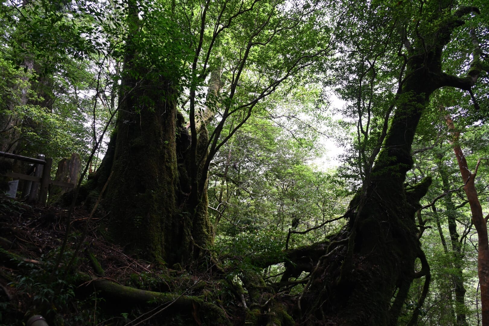 屋久島ヤクスギランド苔の森